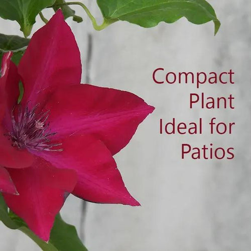 Nubia Clematis Flowers - Compact Plant Ideal for Patios