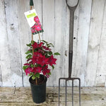 Nubia Clematis Plant in Flower