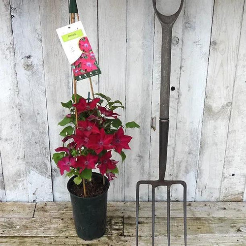 Nubia Clematis Plant in Flower