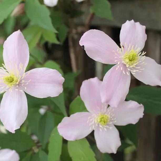 Odorata Clematis Flowers