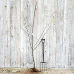 Bareroot Old Greengage Maiden Tree
