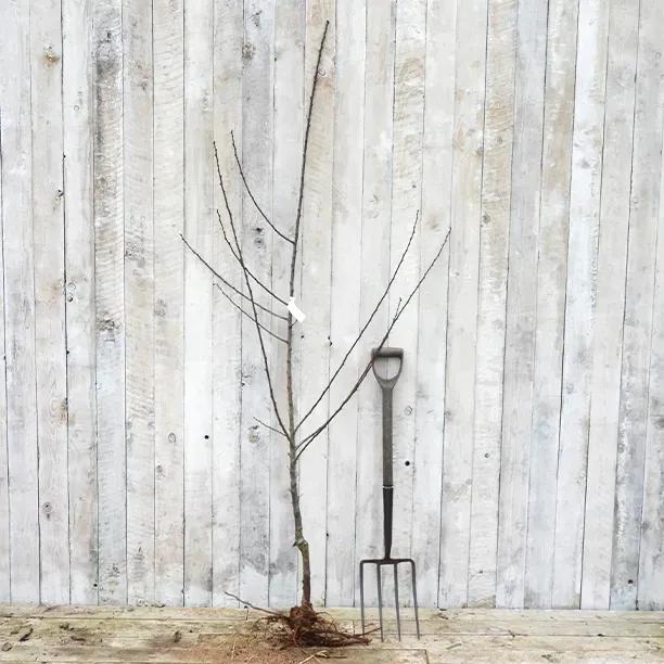 Bareroot Old Greengage Maiden Tree