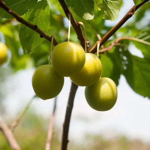 Old Greengage Plums on the tree