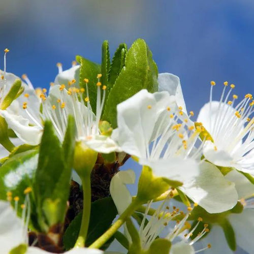 Old Greengage Plum Tree Flowers