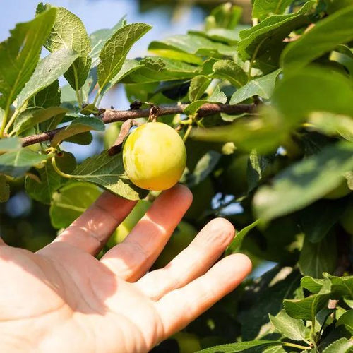 Old Greengage Plum Tree Fruit