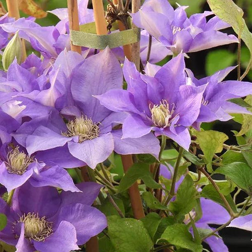 Olympia Clematis Flowers