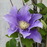Olympia Clematis Flower