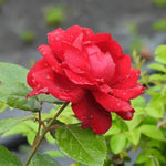 One in a Million Floribunda Red Rose Flowers Flower