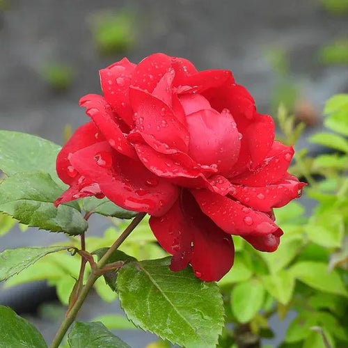 One in a Million Floribunda Red Rose Flowers Flower