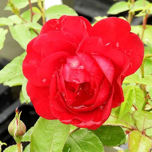 One in a Million Floribunda Red Rose Flowers