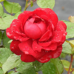 One in a Million Red Rose Flowers