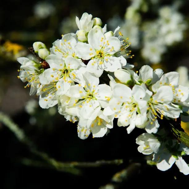 Opal Plum Tree Flowers