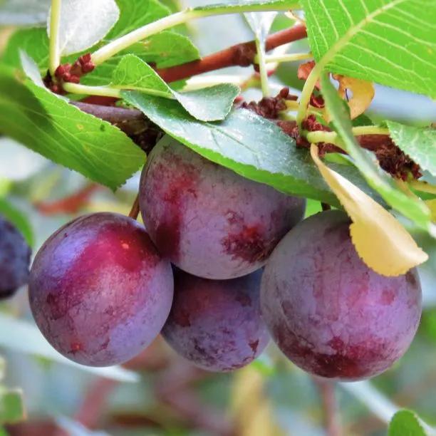 Opal Plums on the tree