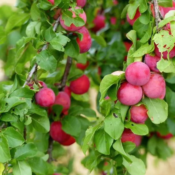 Opal Plums on the tree