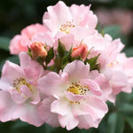 Open Arms Rose Flowers