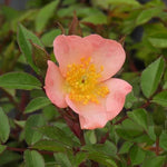 Open Arms Rose Flowers