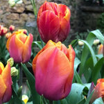 Orange Brilliant Tulip Flowers
