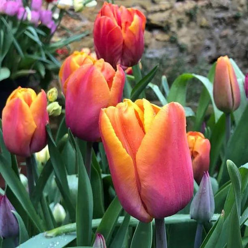 Orange Brilliant Tulip Flowers