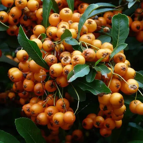 Orange Glow Pyracantha Berries