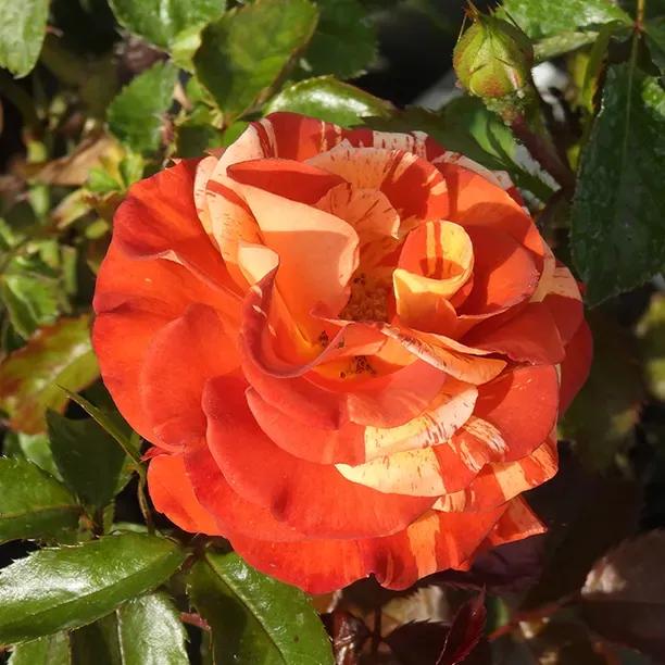 Oranges and Lemons Rose Flowers