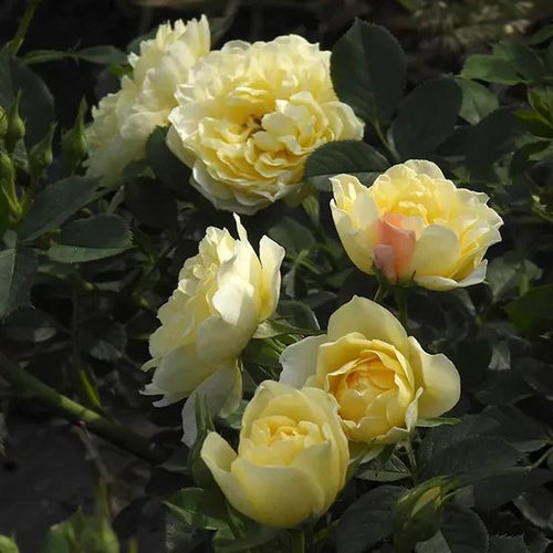 Our Dream Pale Yellow Rose Flowers