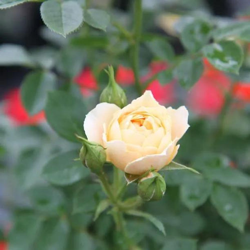 Our Dream Rose Flowers