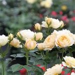 Our Dream Rose Flowers