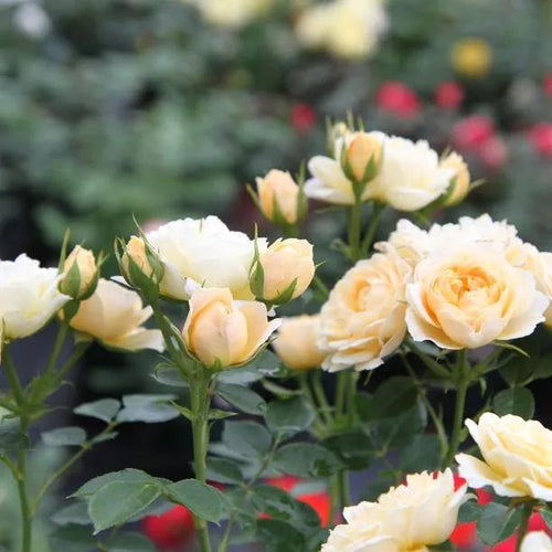 Our Dream Rose Flowers