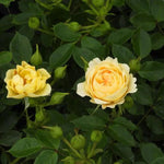 Our Dream Rose Flowers