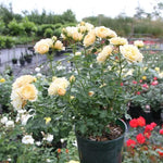 Our Dream Rose Flowers