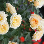 Our Dream Rose Flowers