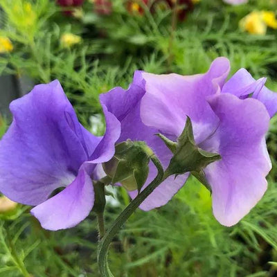 Our Harry Sweet Pea Flowers