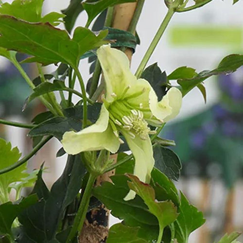 Ourika Valley Clematis Flowers