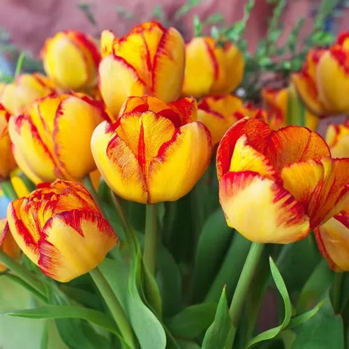 Outbreak Tulip Flowers - Bunch