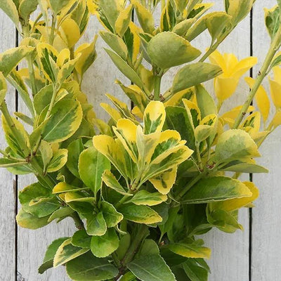 Ovatus Aureus Japanese Spindle Leaves