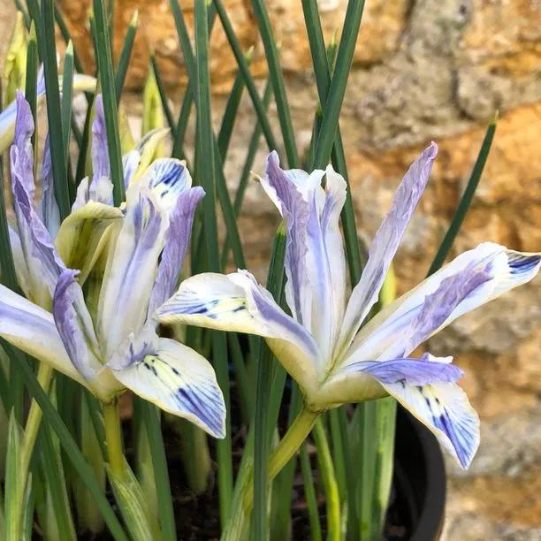 Painted Lady Dwarf Iris Flowers