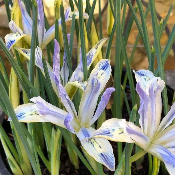 Painted Lady Dwarf Iris Flowers