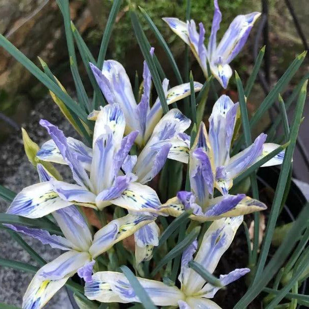 Painted Lady Dwarf Iris Flowers