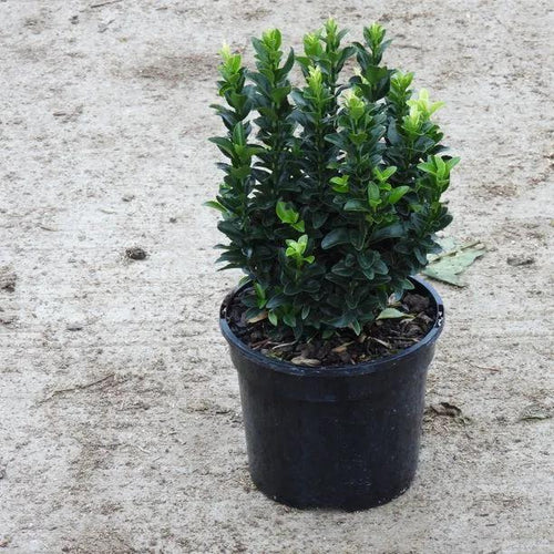 Paloma Blanca / White Candle Japanese Spindle Plant 2 litre pot