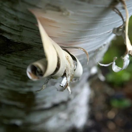 Betula papyrifera Birch tree's lovely Peeling bark