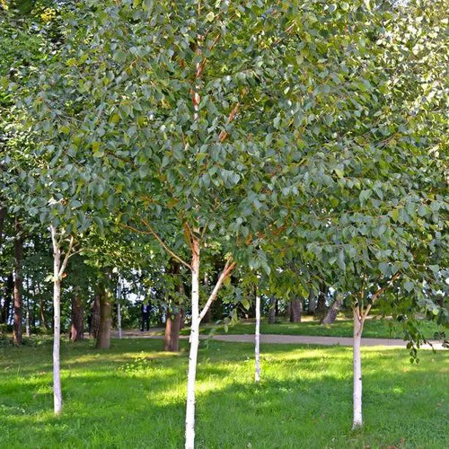 Mature Paper Bark Birch Trees in Summer