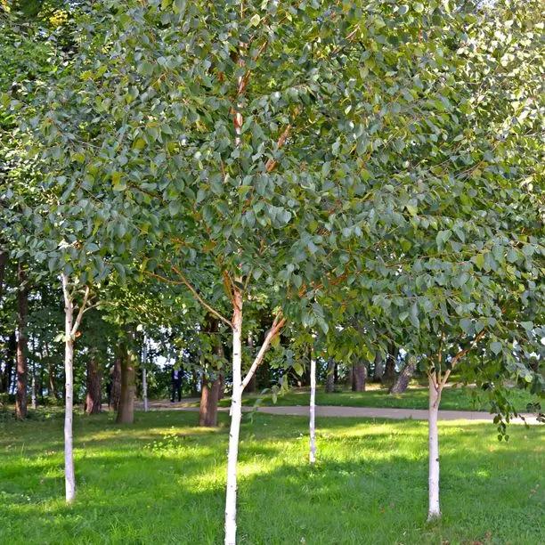 Mature Paper Bark Birch Trees in Summer