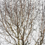 Paper Birch Canopy in Winter