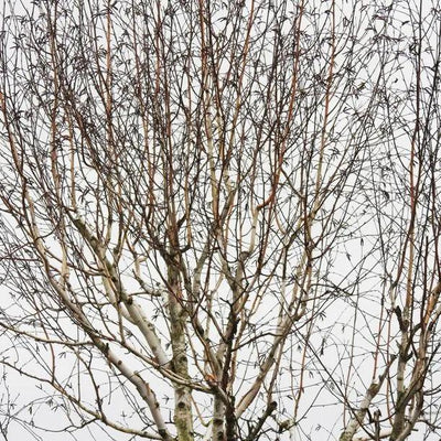 Paper Birch Canopy in Winter