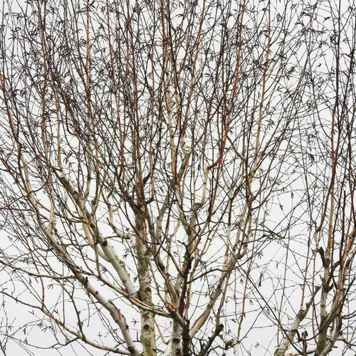 Paper Birch Canopy in Winter