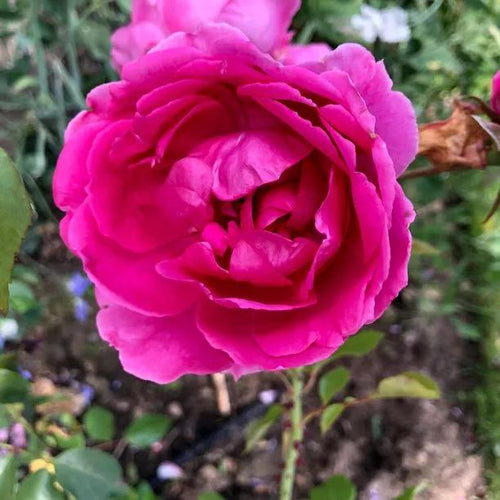 Parade Climbing Rose Flowers