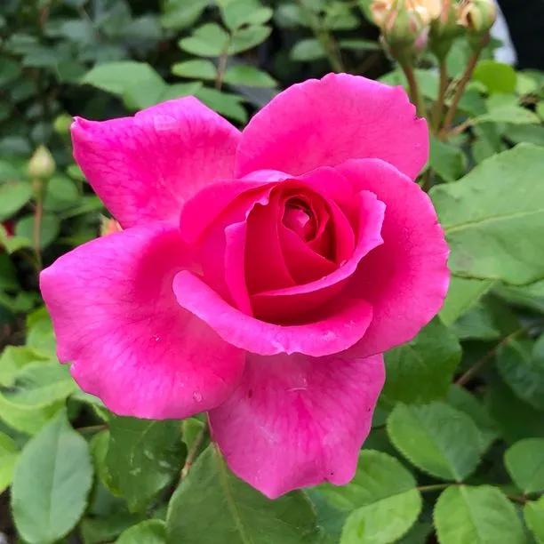 Parade Climbing Rose Flowers