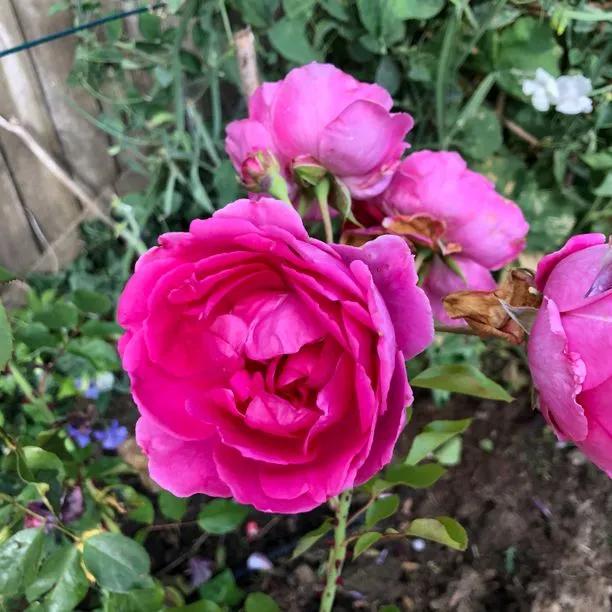 Parade Climbing Rose Flowers