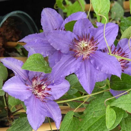 Parisienne Clematis Flowers