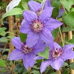 Parisienne Clematis Flowers